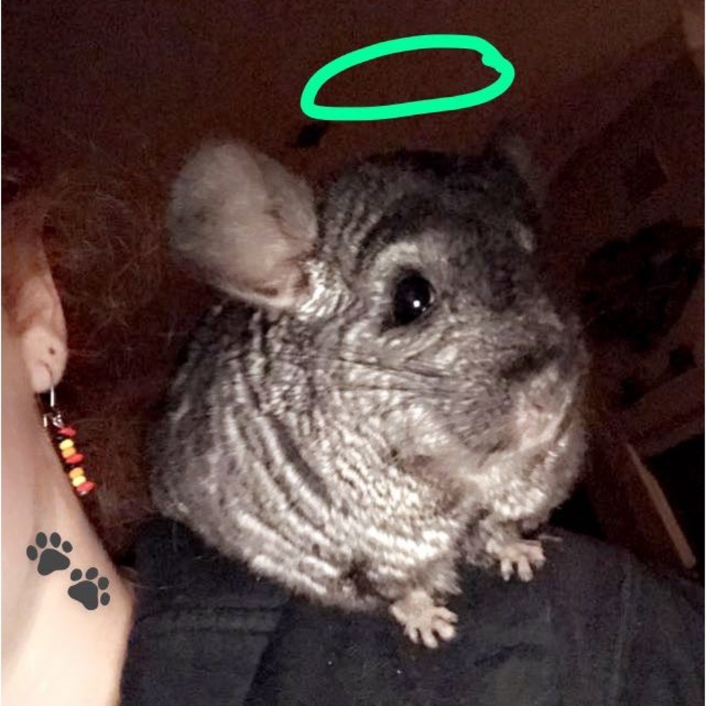 Meet your Posher, Whitney